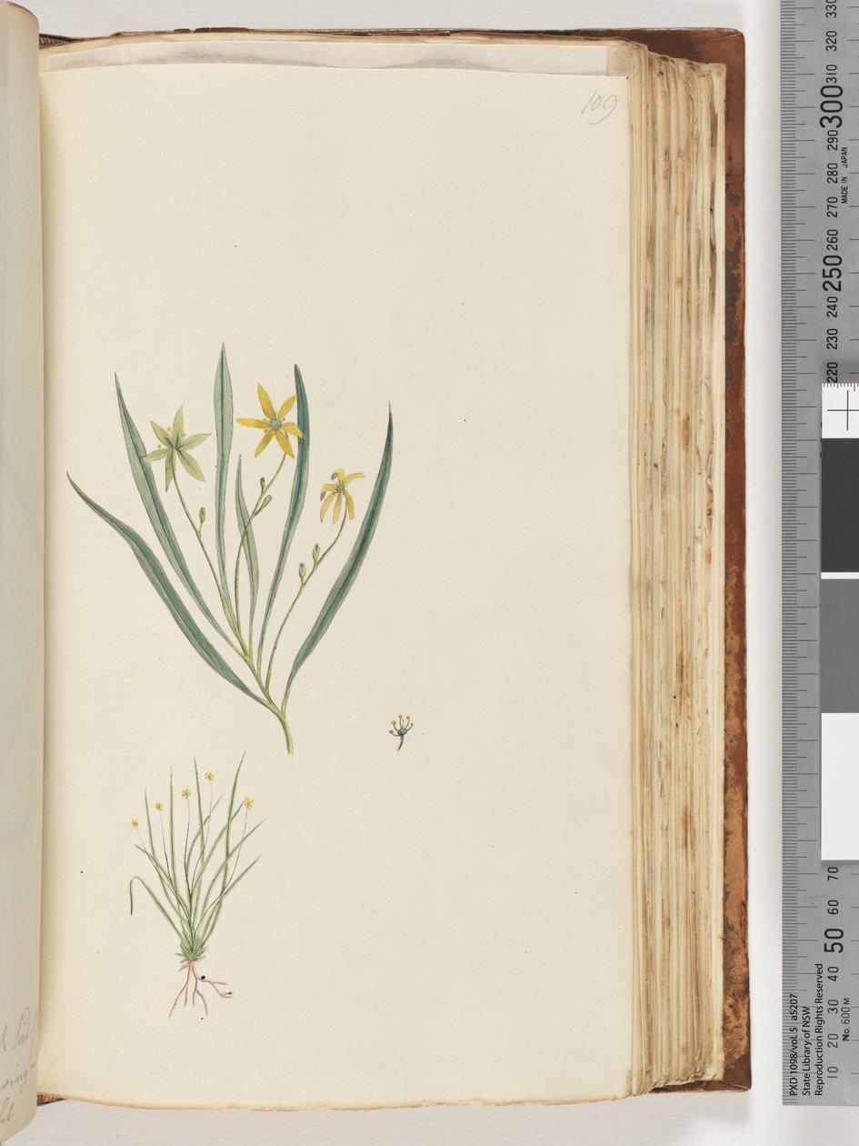 Page 109. No inscription. Unidentified plant by Unknown artist