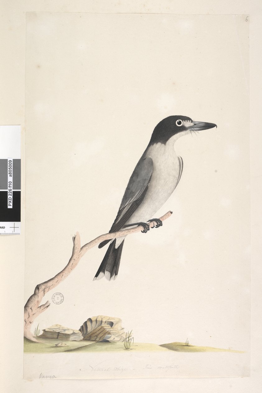 Grey Butcher Bird (male), 1791-92 by Unknown artist