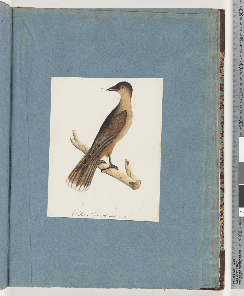 Page 110. Unidentified Bird by Unknown artist