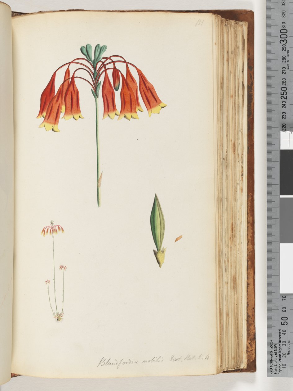Blandfordia nobilis Exot. Bot. t. 4. Christmas Bell by Unknown artist
