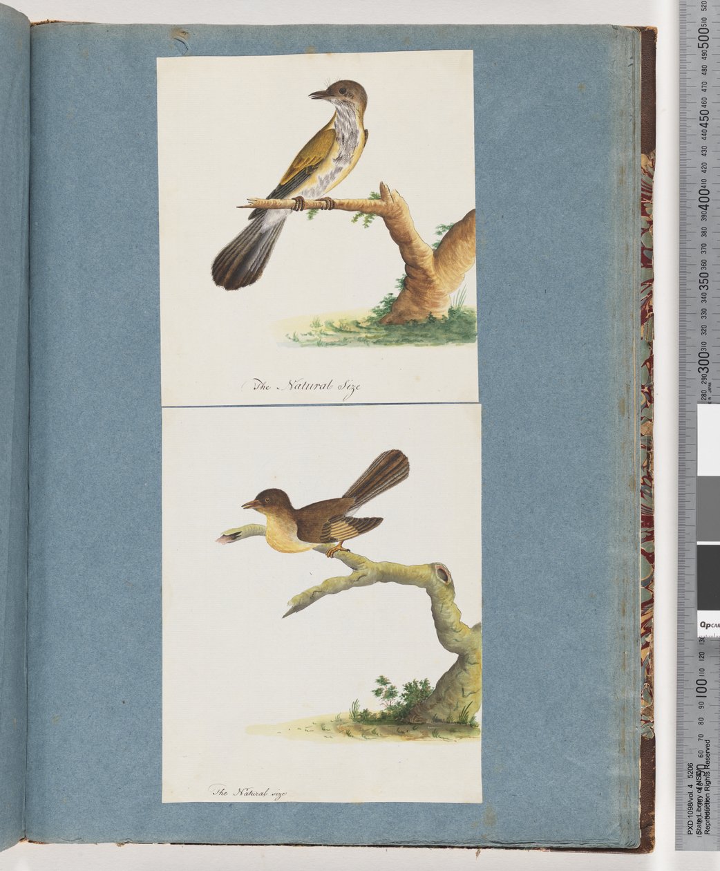 Page 111. Unidentified Bird. 112. Unidentified Bird by Unknown artist
