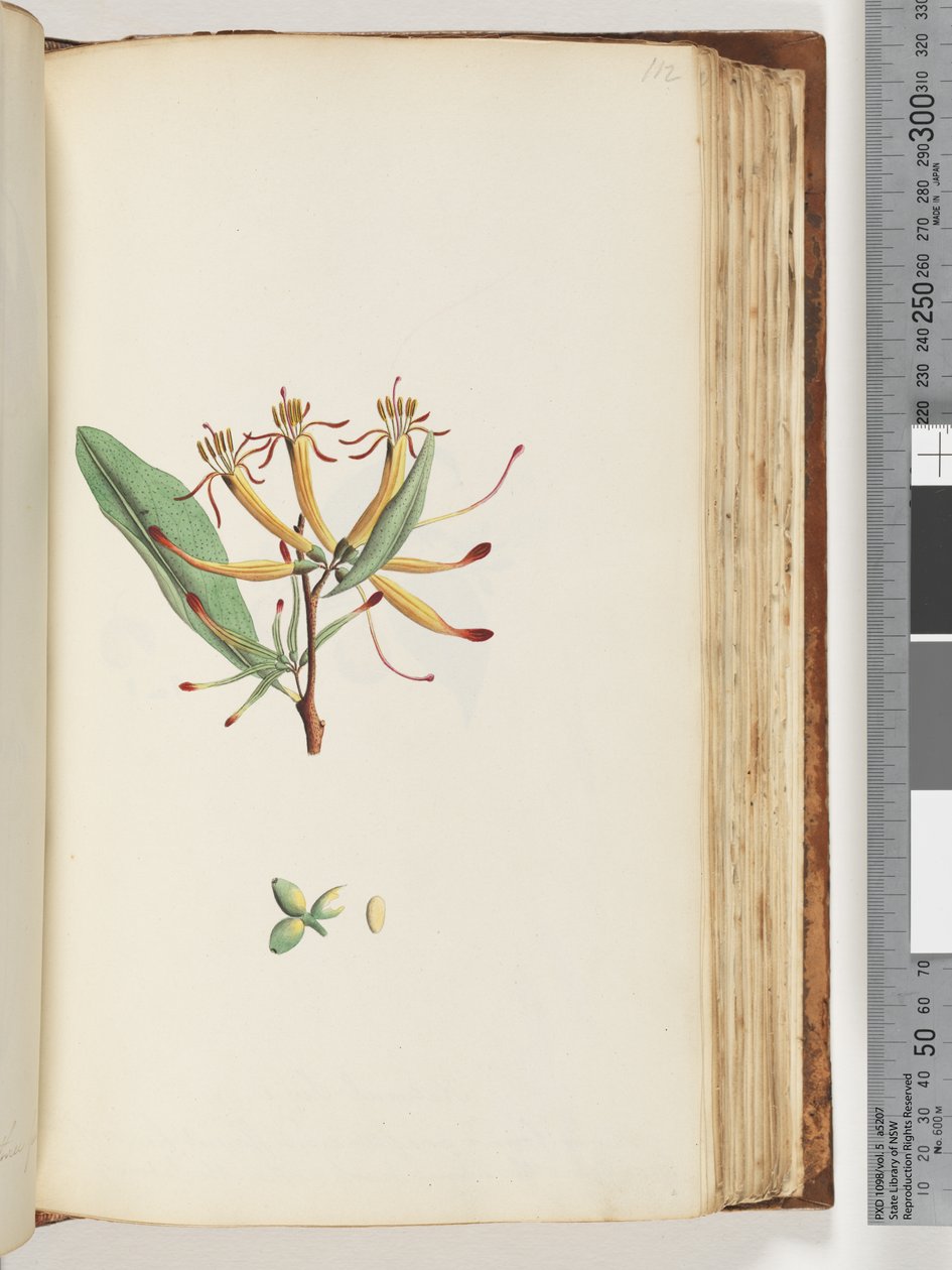Page 112. Unidentified plant by Unknown artist