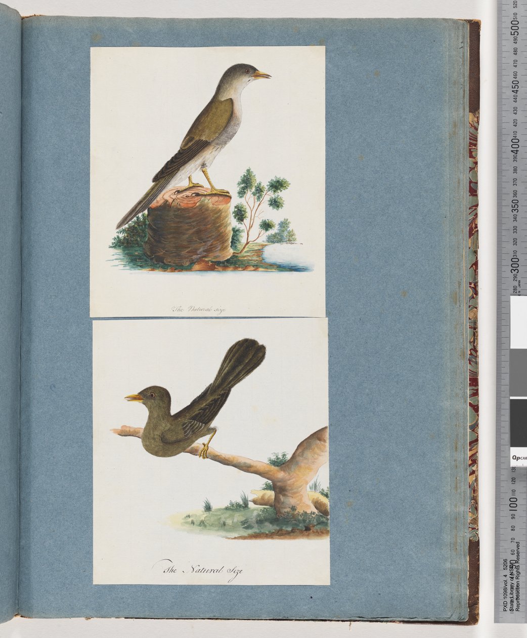Page 115. Unidentified Bird. Bell, miner by Unknown artist