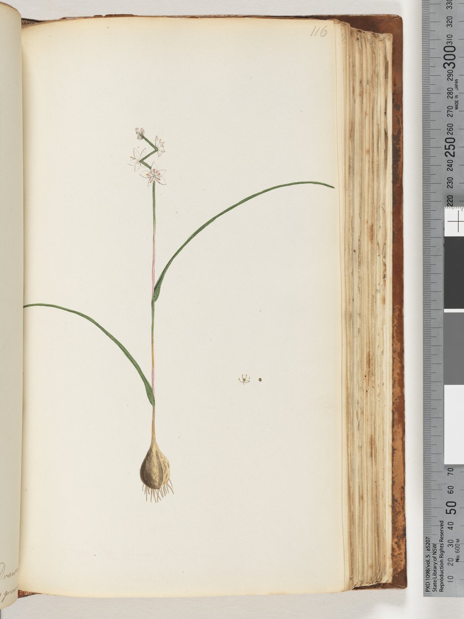 Unidentified plant by Unknown artist