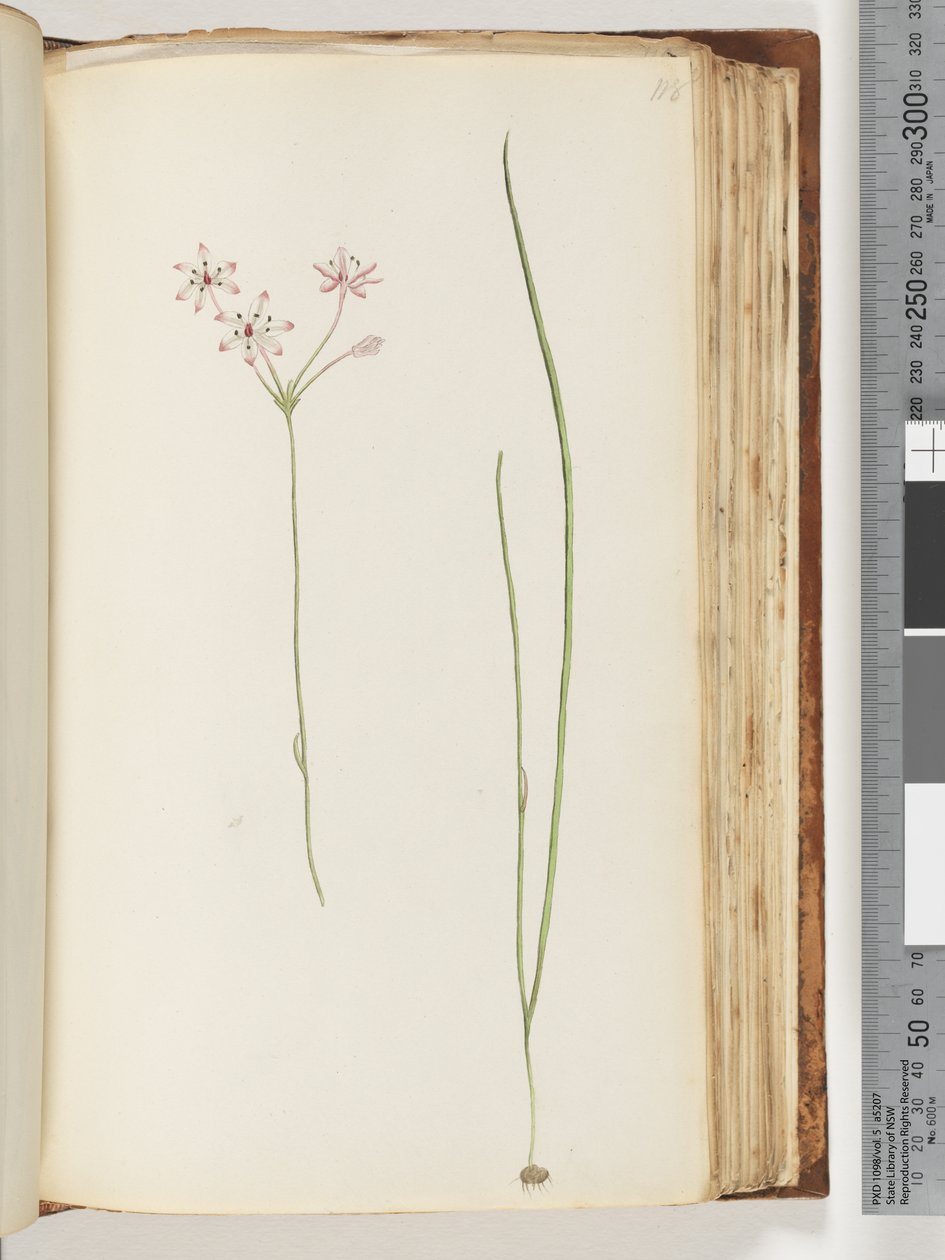 Page 118. Unidentified Plant by Unknown artist