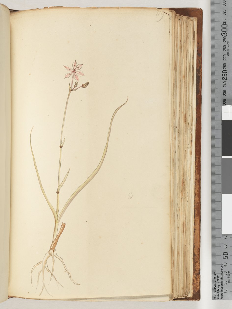 No inscription, unfinished drawing, unidentified plant by Unknown artist