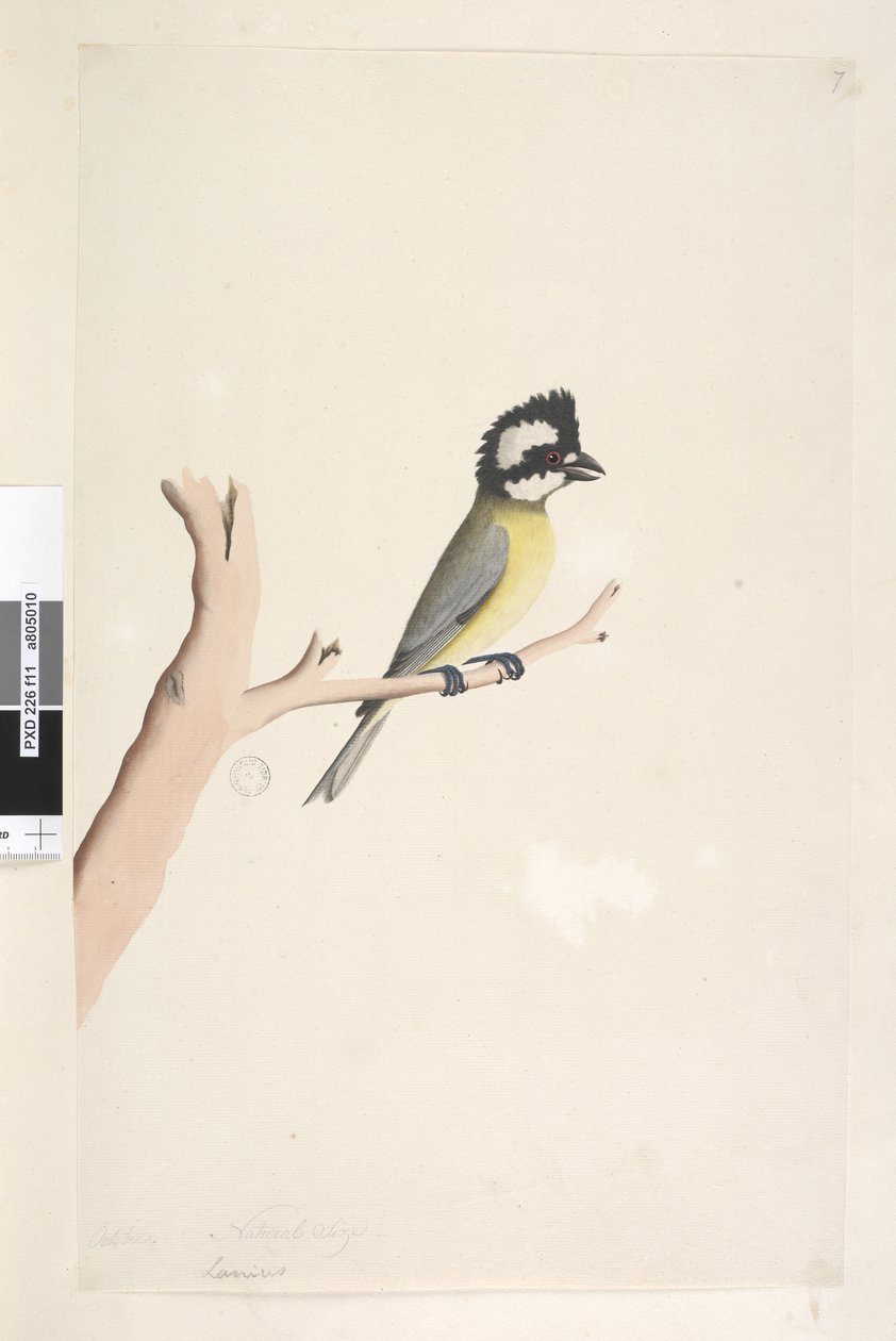Crested Shrike Tit, 1791-92 by Unknown artist