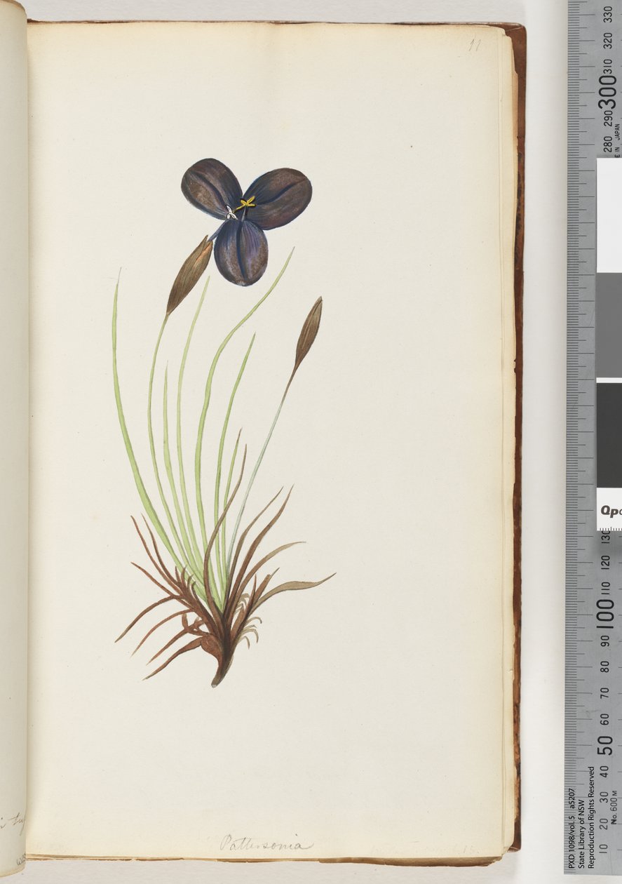 Page 11. Pattersonia by Unknown artist