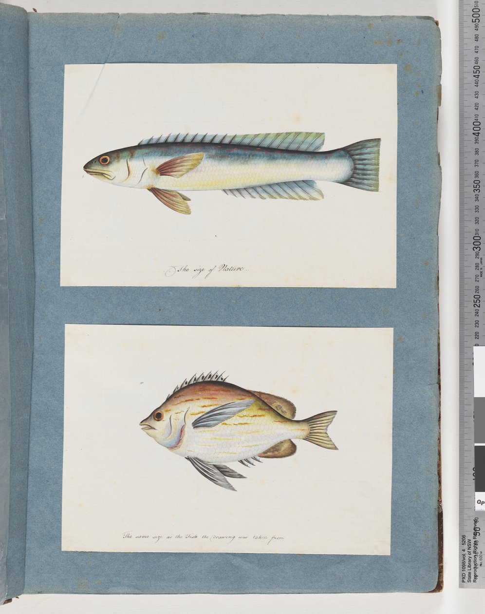 Page 11. Unidentified Fish. 12. Unidentified Fish by Unknown artist
