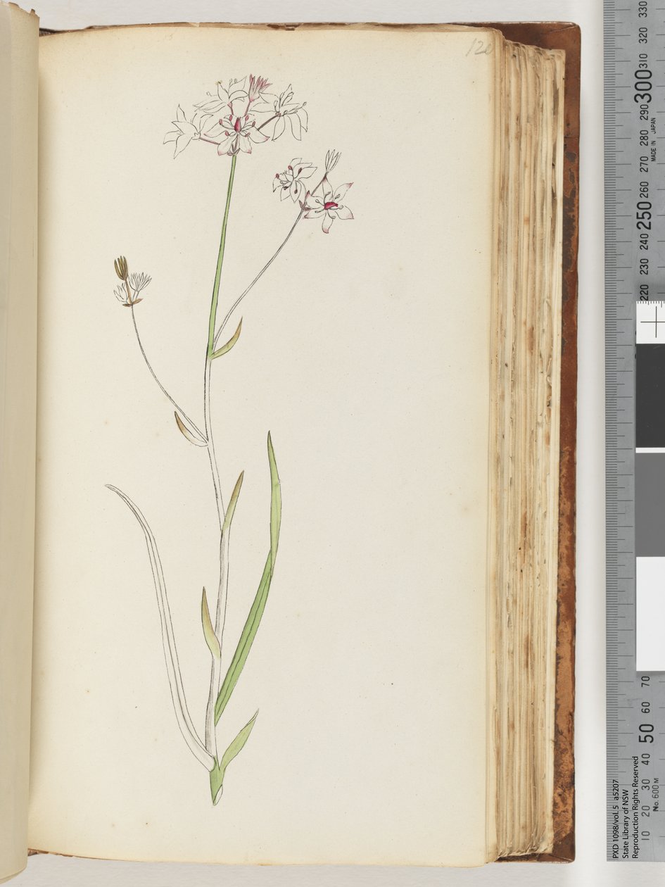 No inscription, unfinished drawing, unidentified plant by Unknown artist