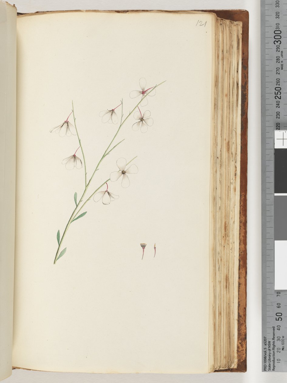 Unidentified plant by Unknown artist