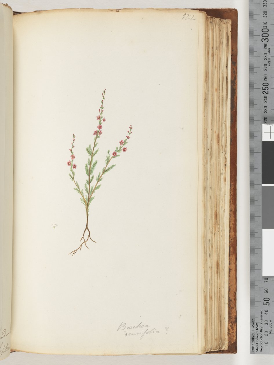 Page 122. Possibly Baeckea Densifolia by Unknown artist