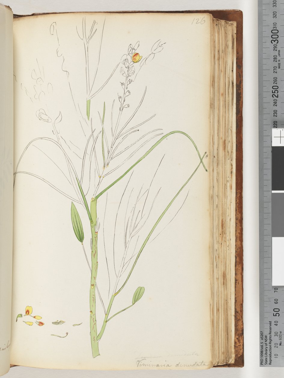 Page 126. Unfinished Drawing of Viminaria Denudata by Unknown artist