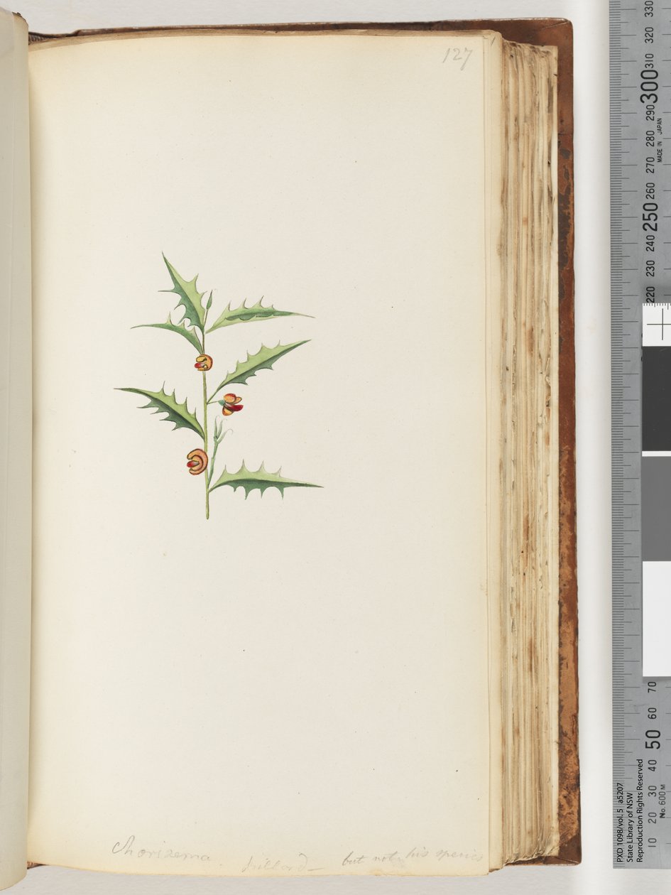 Page 127. Chorizema Billard (Not His Species) by Unknown artist