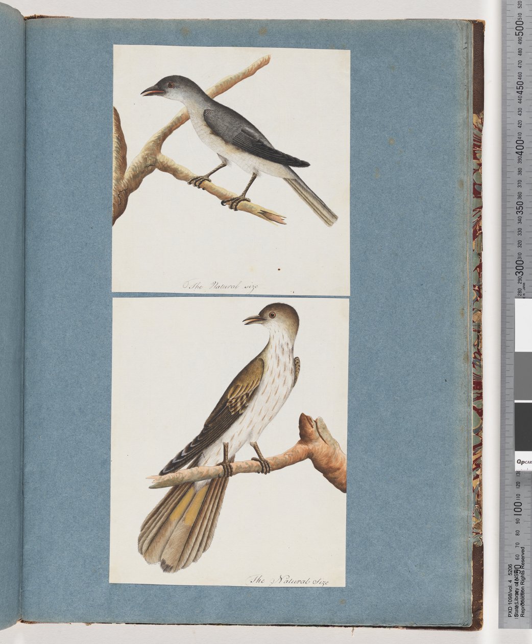 Page 127. Unidentified Bird. 128. Unidentified Bird by Unknown artist