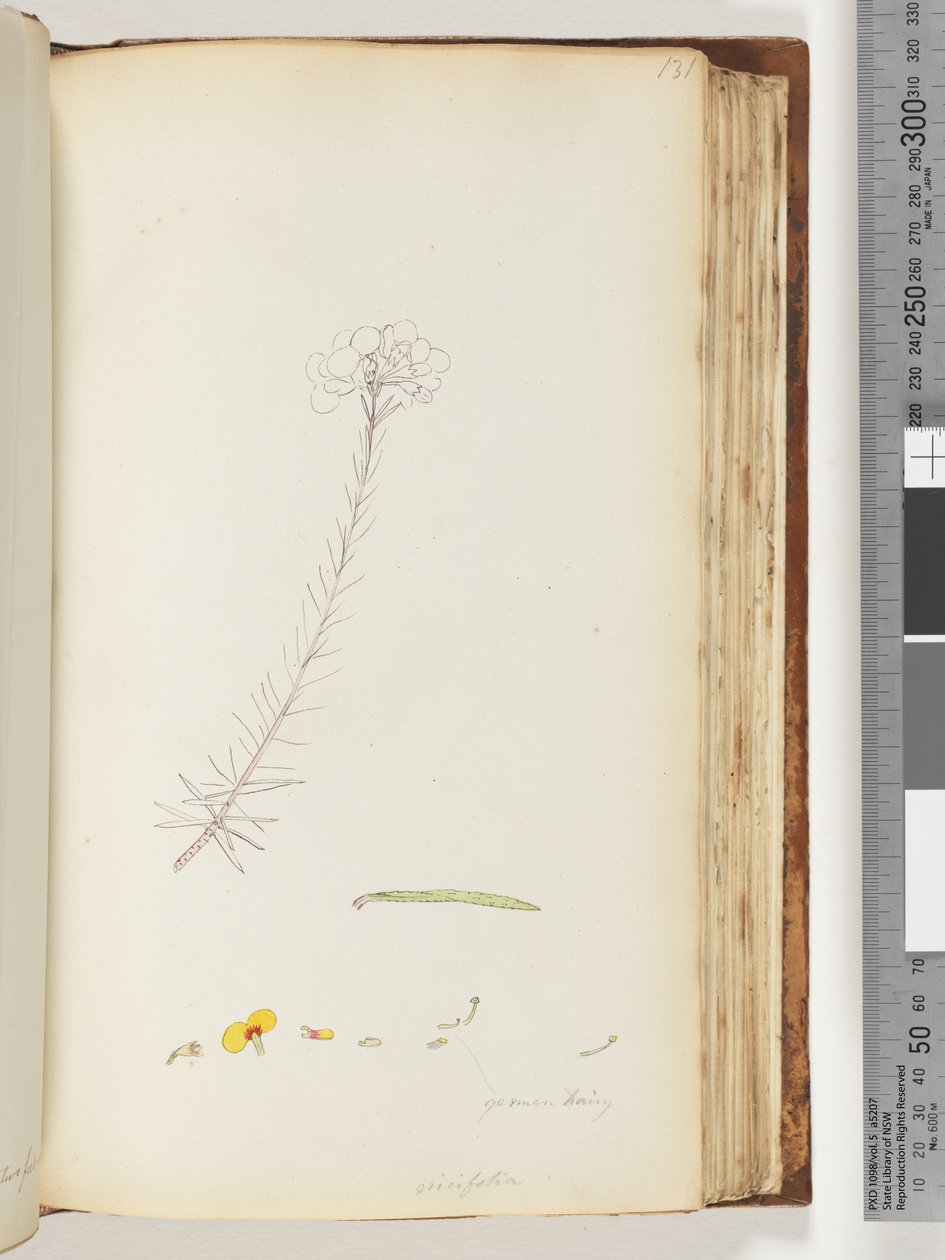 Germen hairy / Ericifolia unfinished drawing by Unknown artist