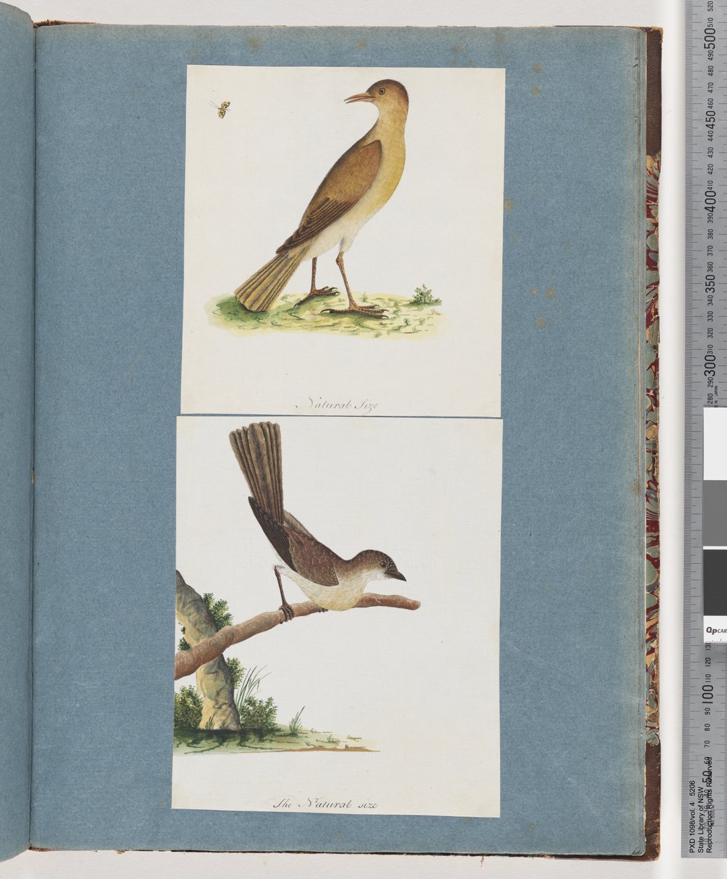 Page 131. Unidentified Bird. 132. Unidentified Bird by Unknown artist