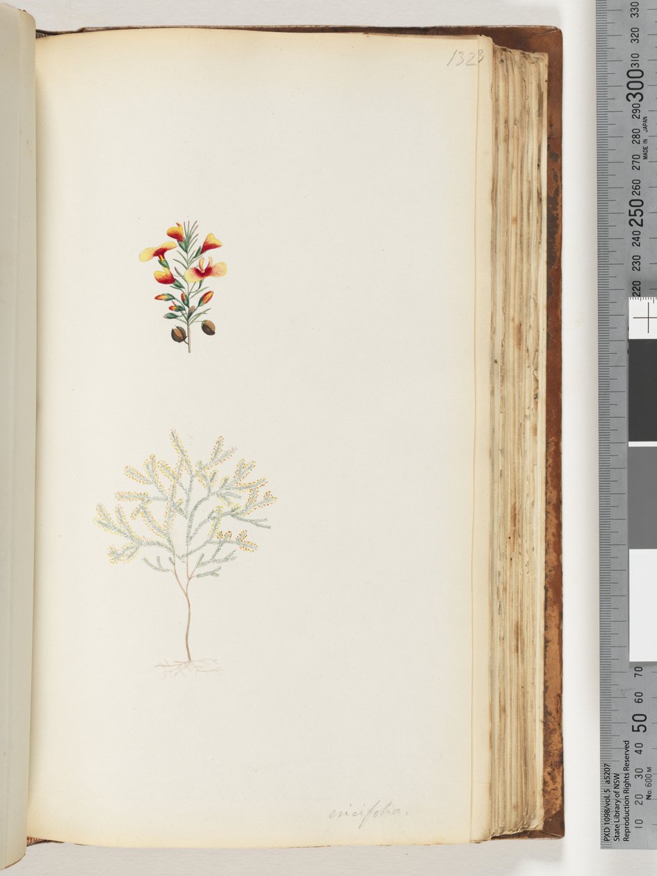 Page 132. Ericifolia by Unknown artist