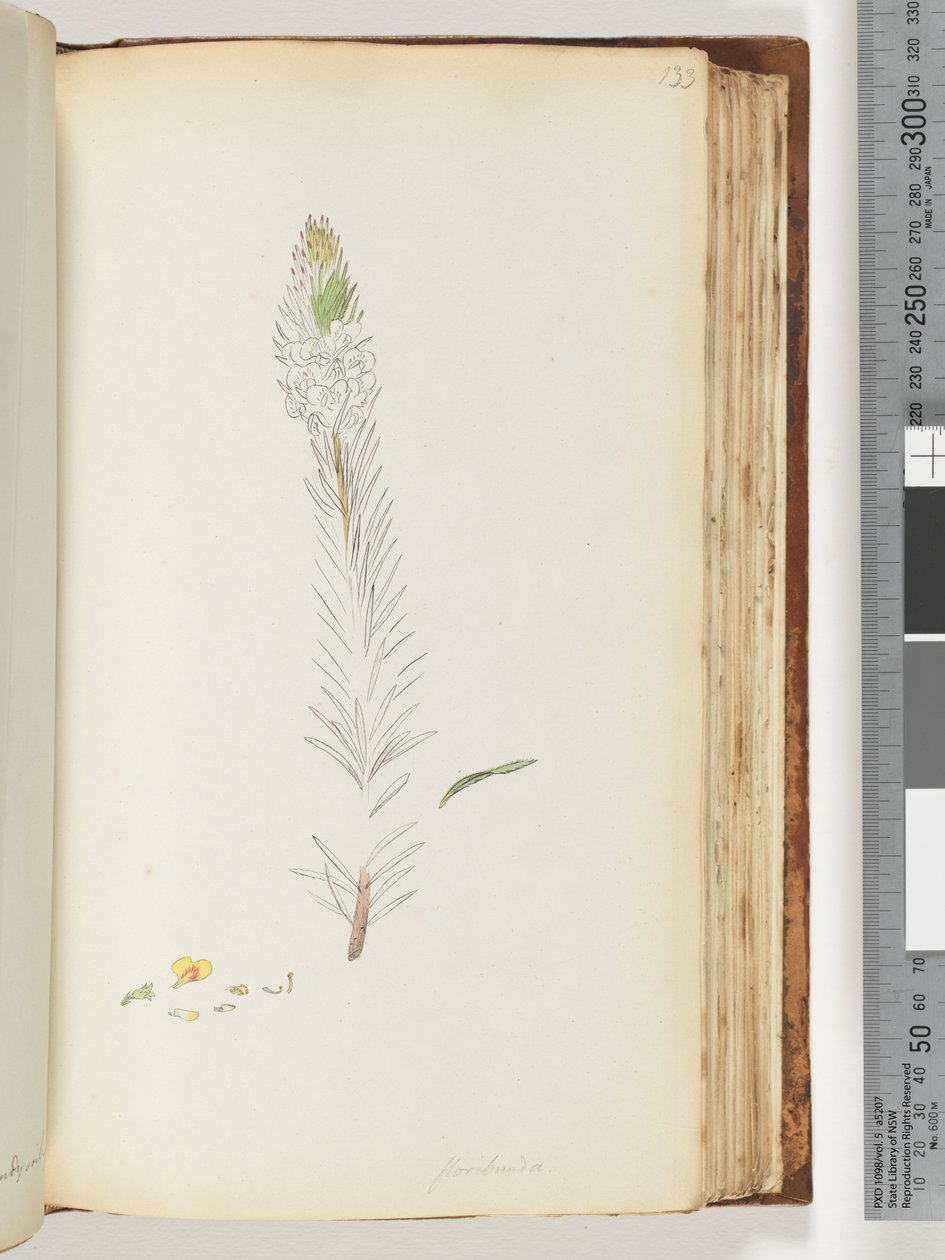 Page 133. Floribunda unfinished drawing by Unknown artist