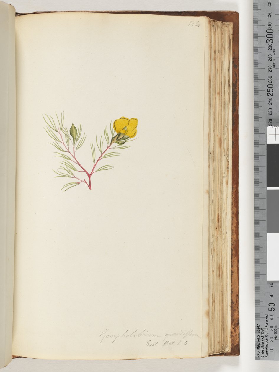 Page 134. Gompholobium grandiflorum / Exot. Bot. t. 5 by Unknown artist