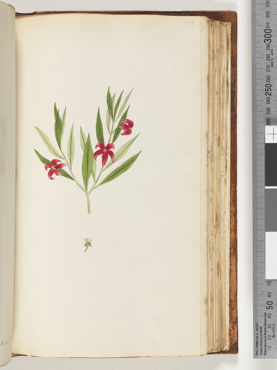 Page 136. Unidentified Plant by Unknown artist