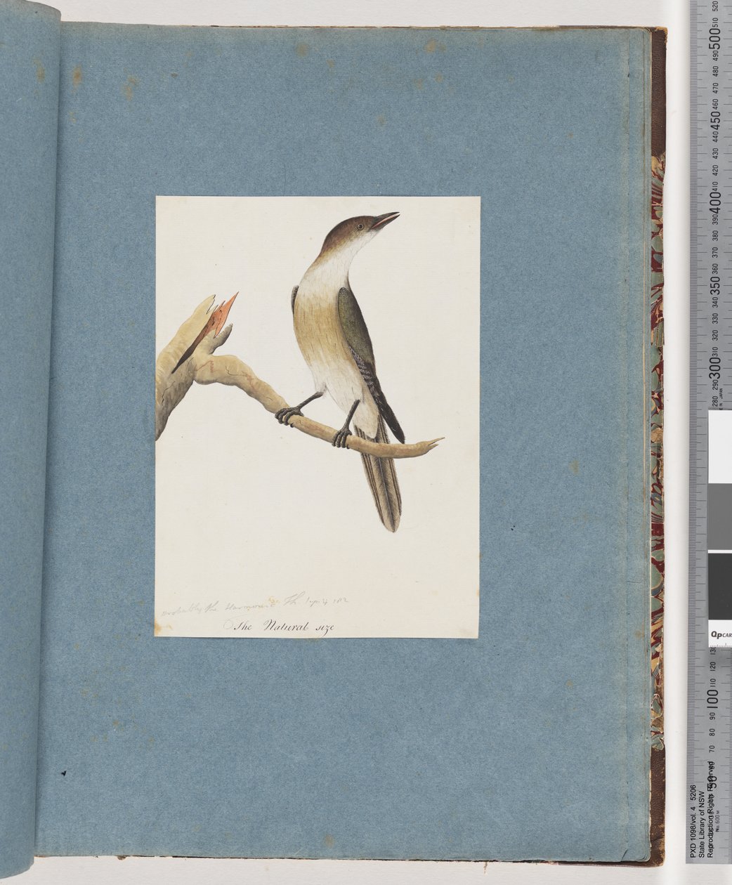 Unidentified Bird, Possibly the Harmonic Thrush by Unknown artist