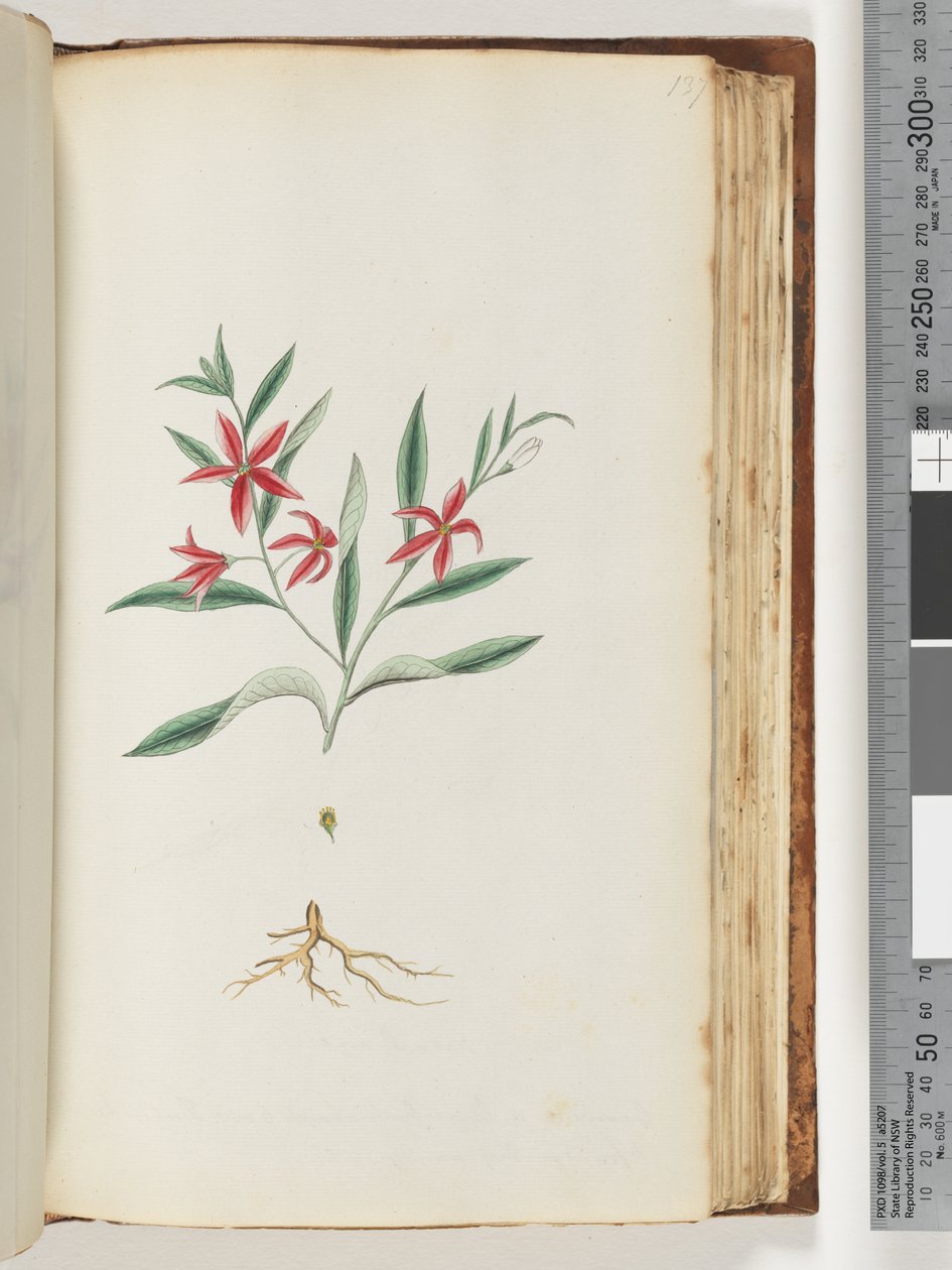 Page 137. Unidentified Plant by Unknown artist