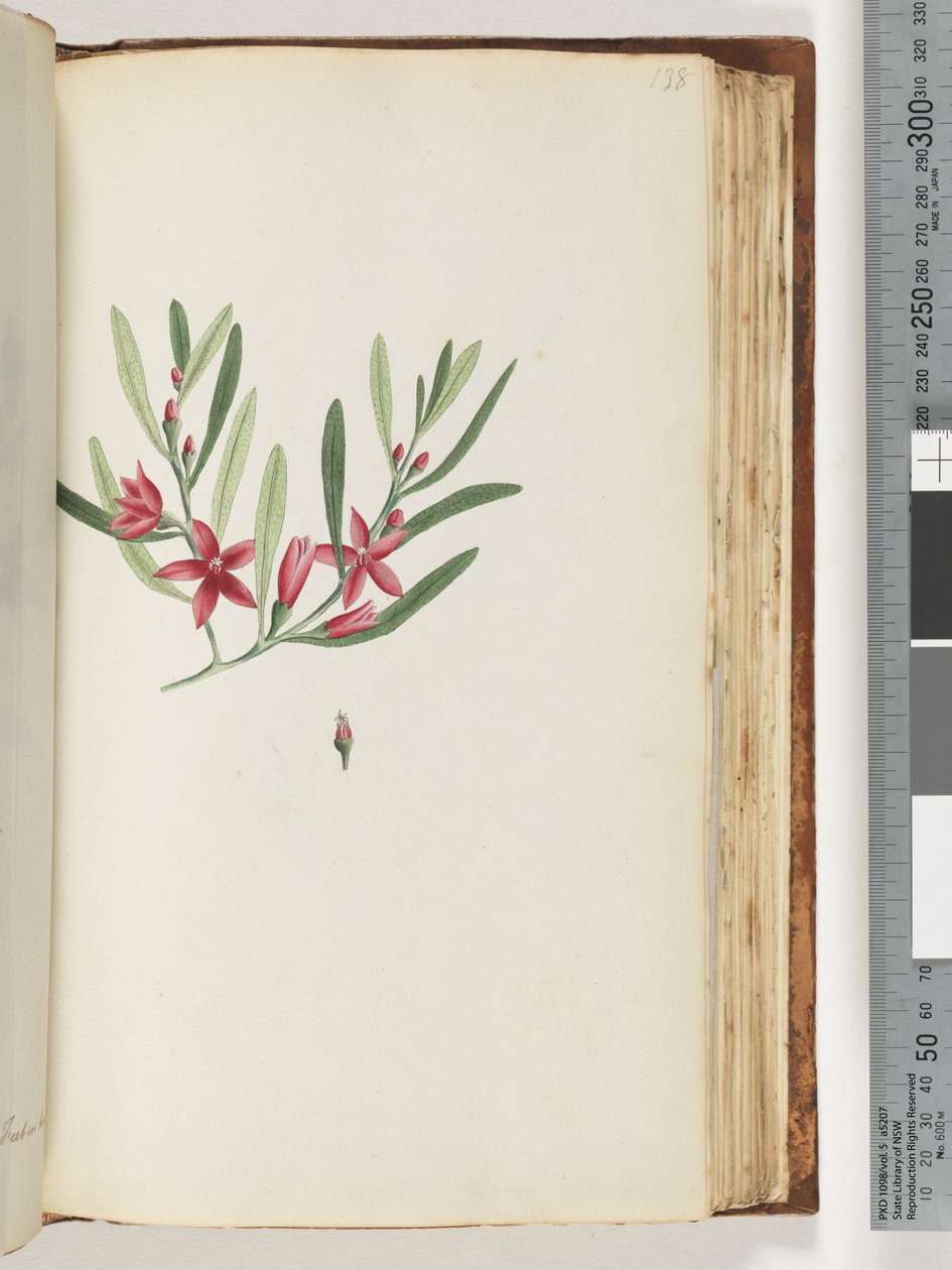 Page 138. Unnamed Flowering Plant and Insect by Unknown artist