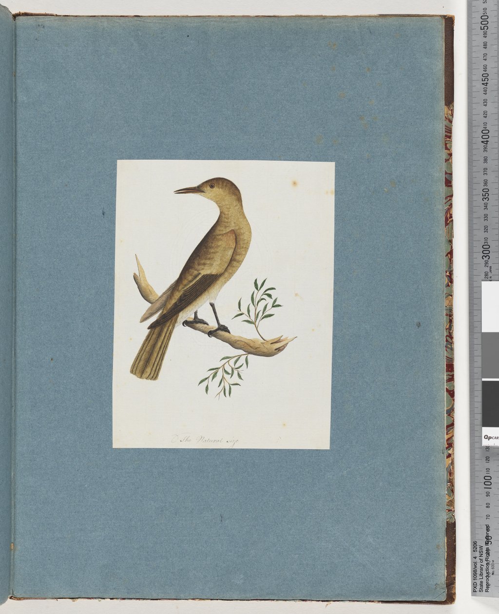 Page 144. Unidentified Bird by Unknown artist