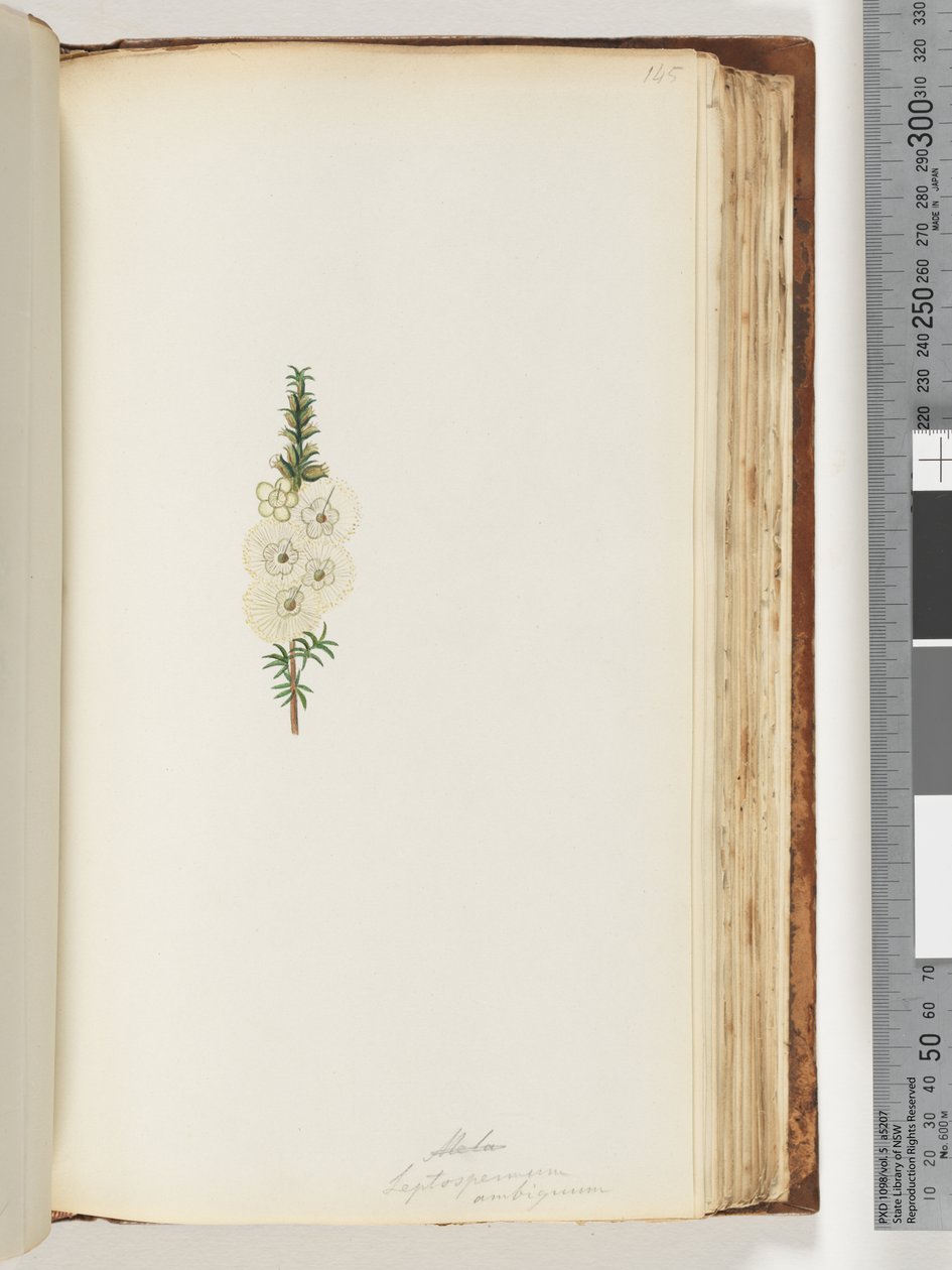 Page 145. Alela / Leptospermum ambiguum by Unknown artist