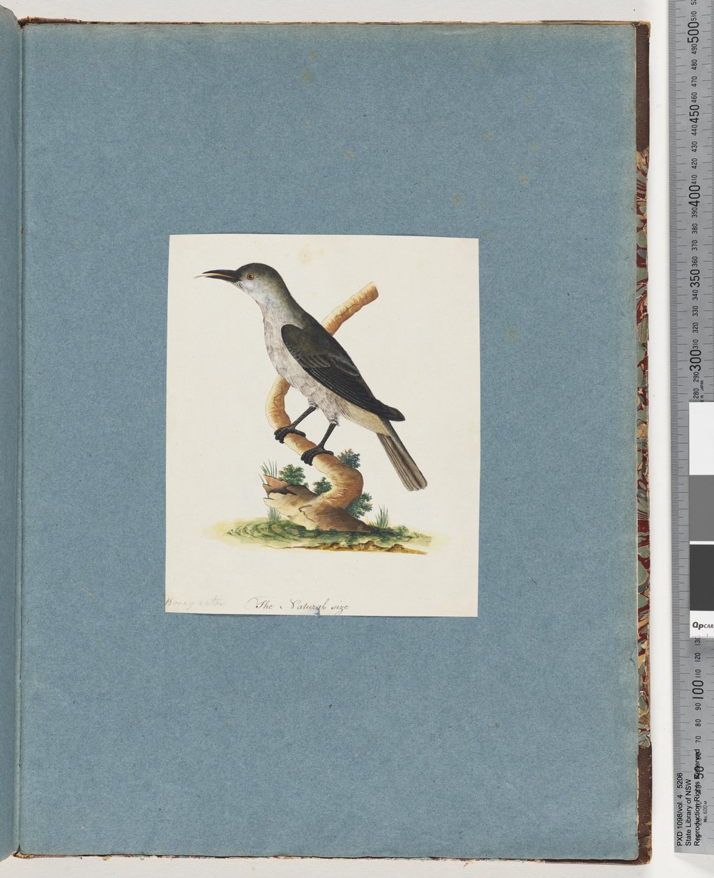 Page 146. Unidentified Bird. Honeyeater by Unknown artist