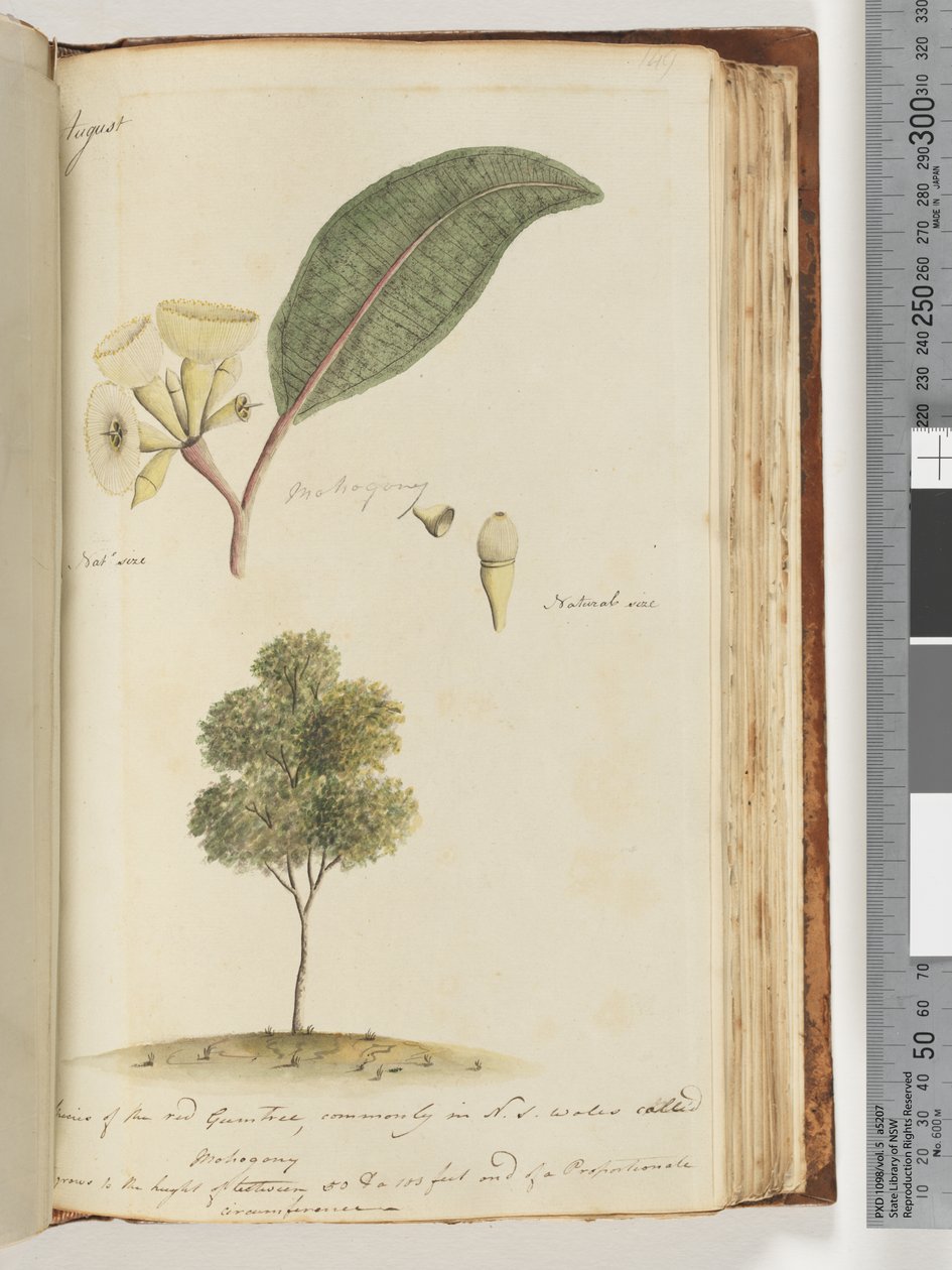 Page 149. Natural Size, A Species of the Red Gum Tree, Commonly in N.S.W Called, Mahogany by Unknown artist