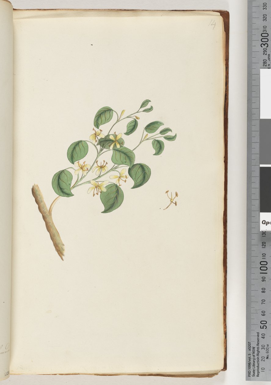 Page 14. Unidentified Plant by Unknown artist