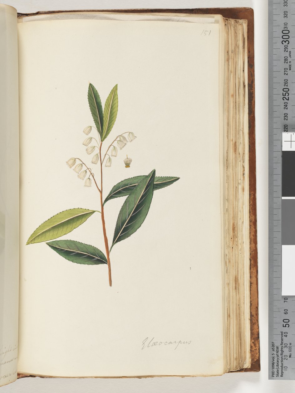 Page 151. Elaeocarpus by Unknown artist