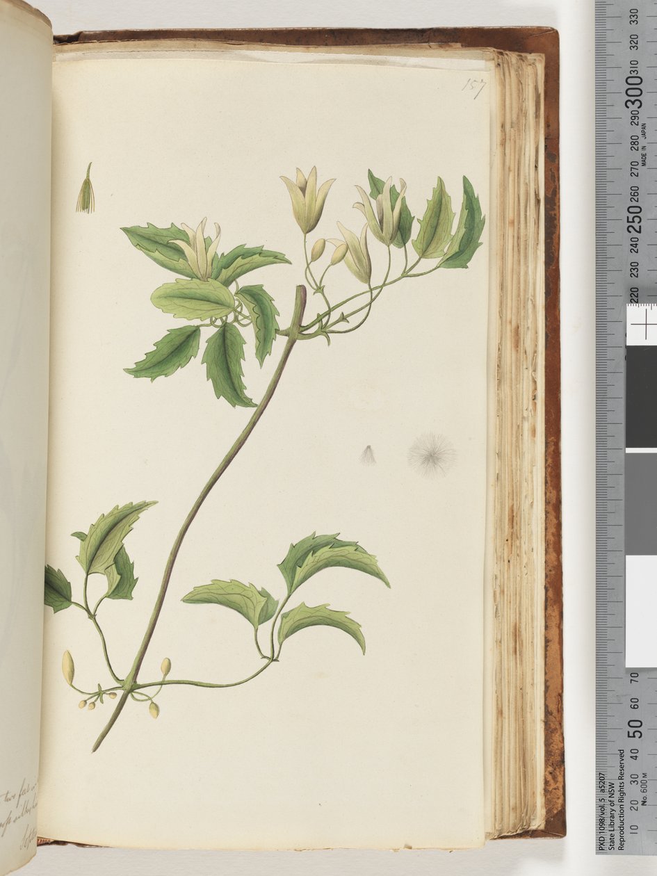 Page 157. Unidentified plant by Unknown artist