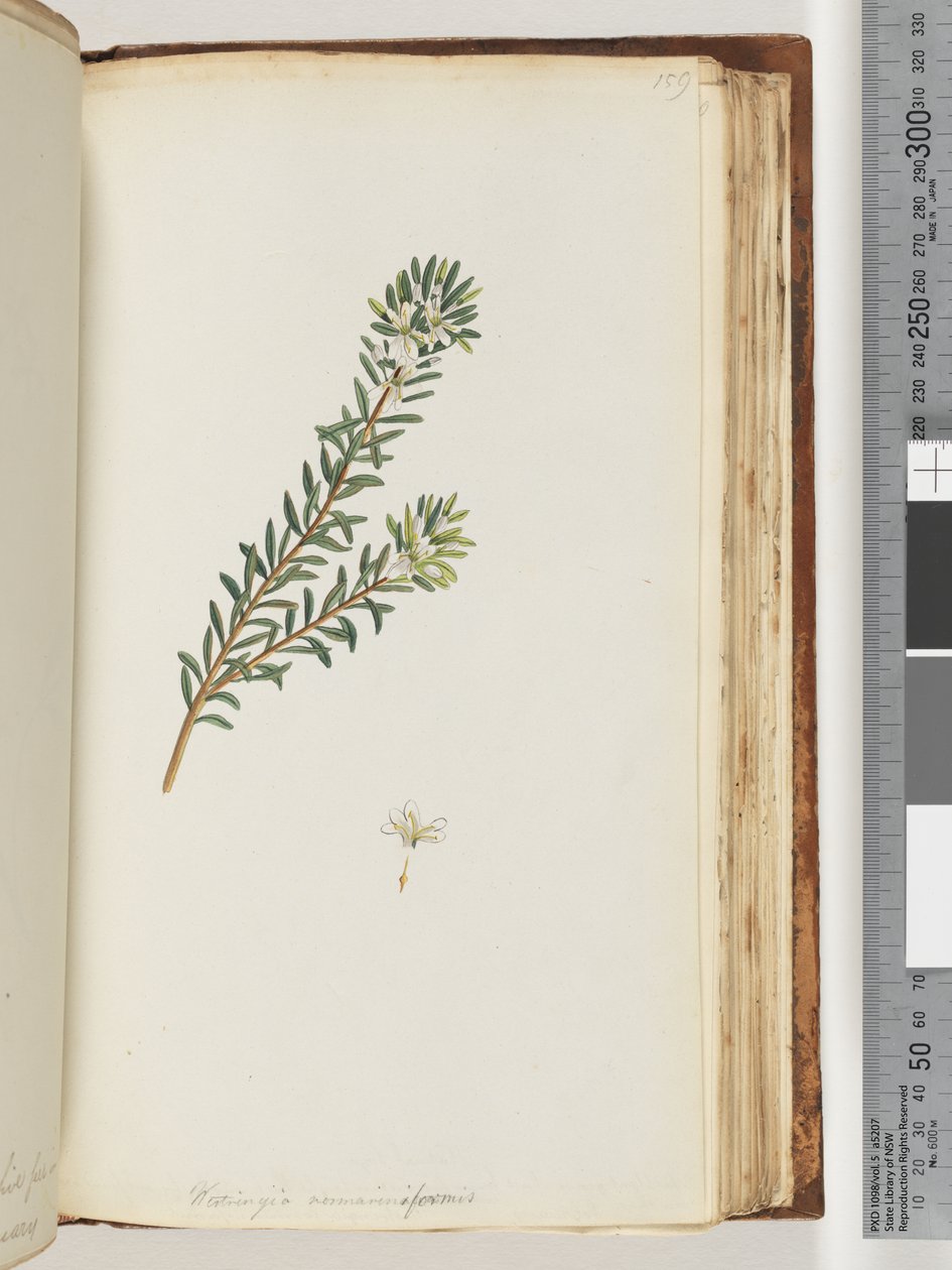 Page 159. Westringea rosmariniformis by Unknown artist