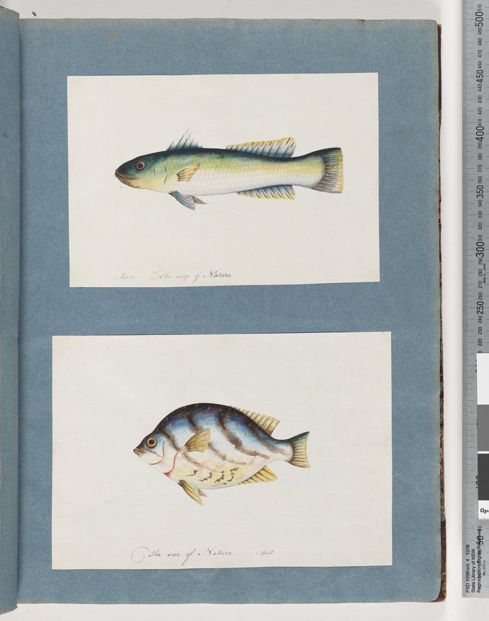 Page 15. Unidentified fish 16. Unidentified fish by Unknown artist