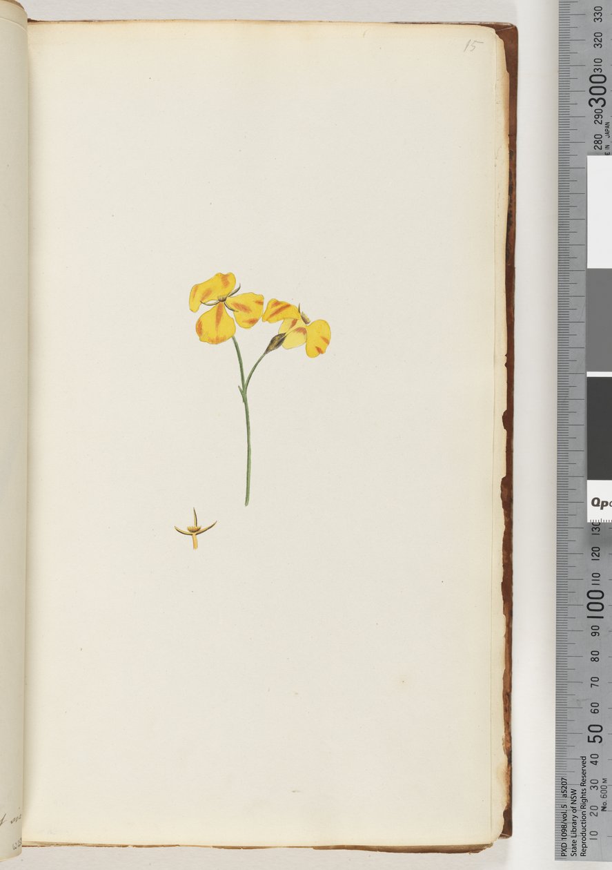 Page 15. Unidentified plant by Unknown artist