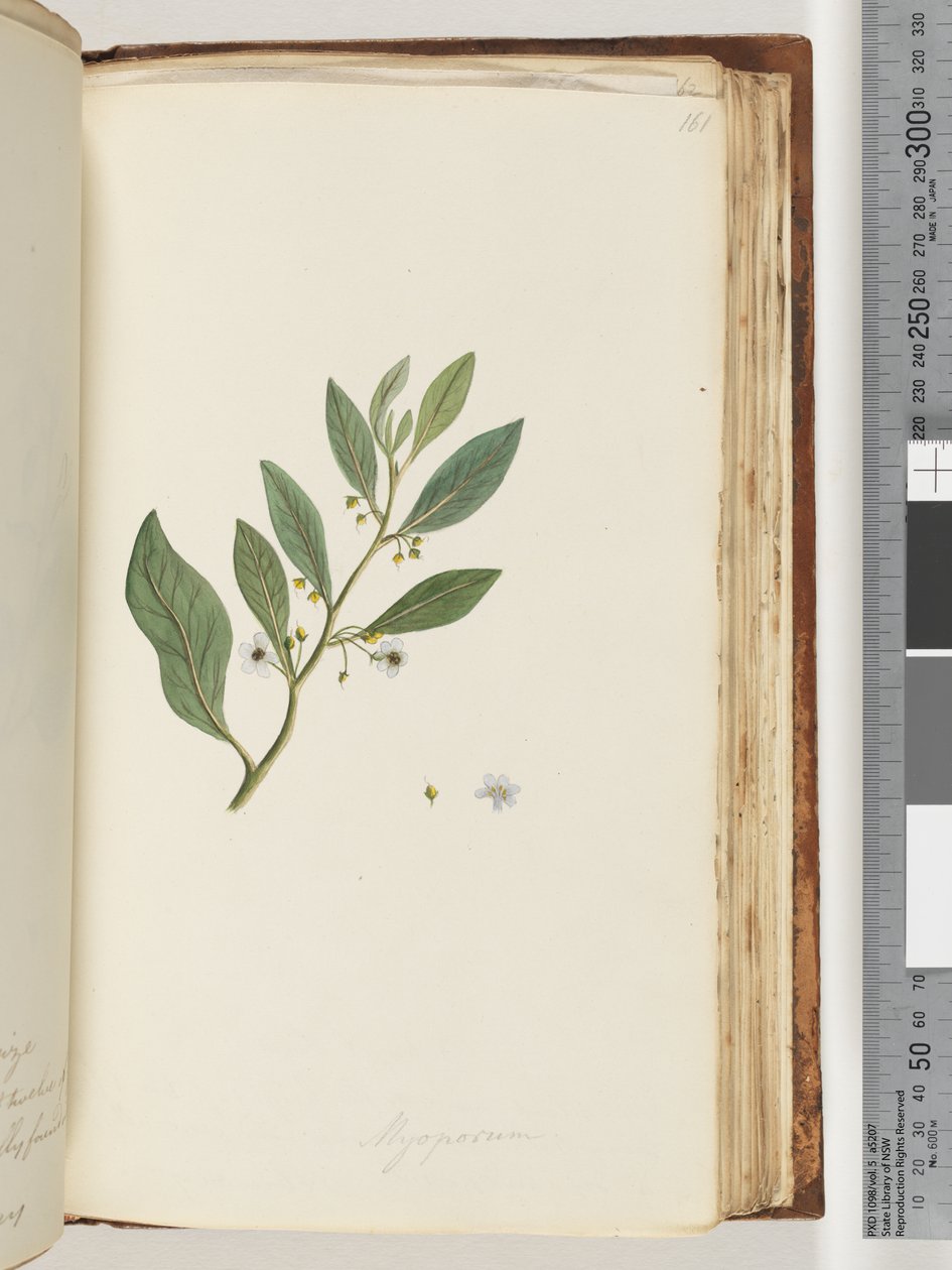 Page 161. Myoporum by Unknown artist