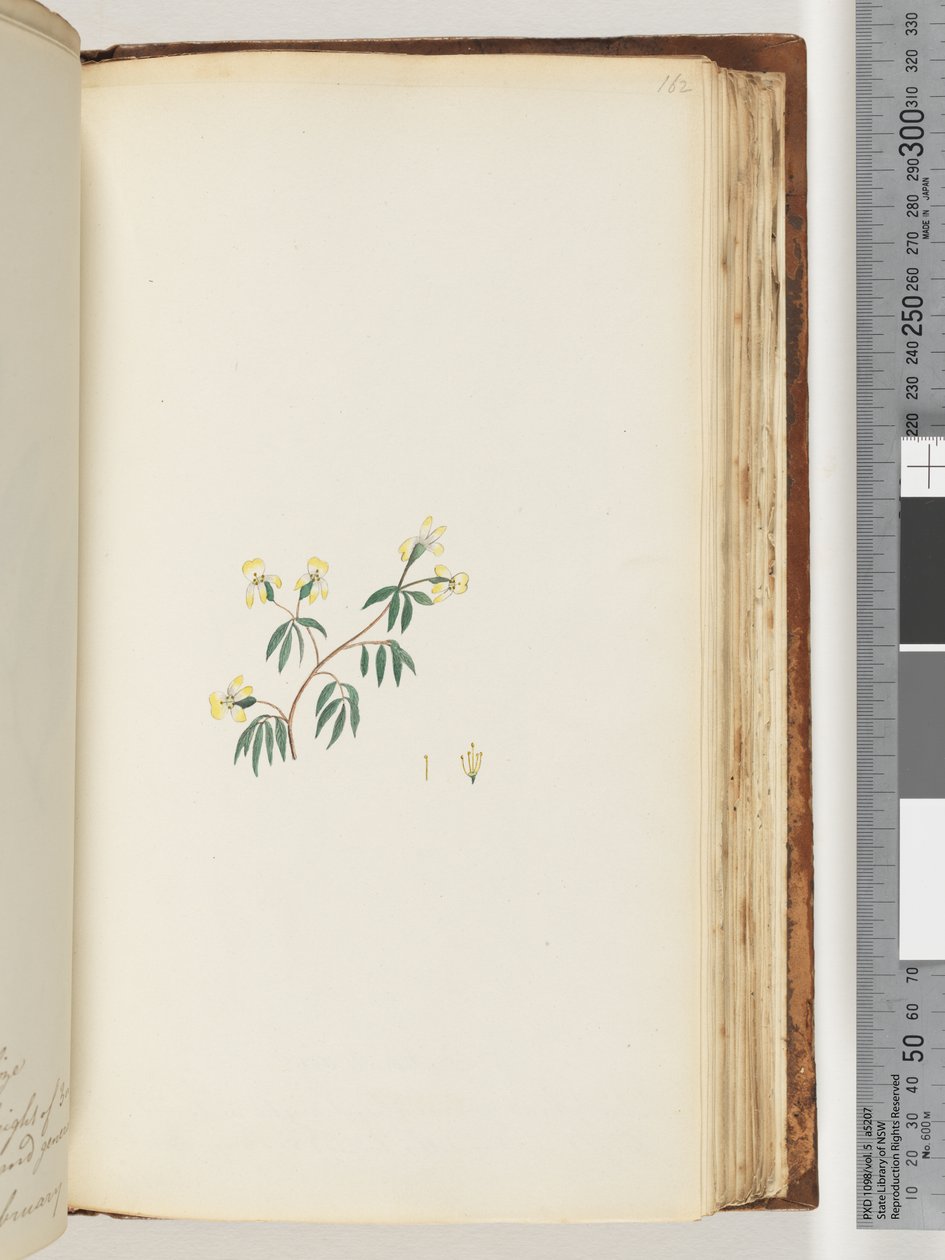 Page 162. Unidentified plant by Unknown artist