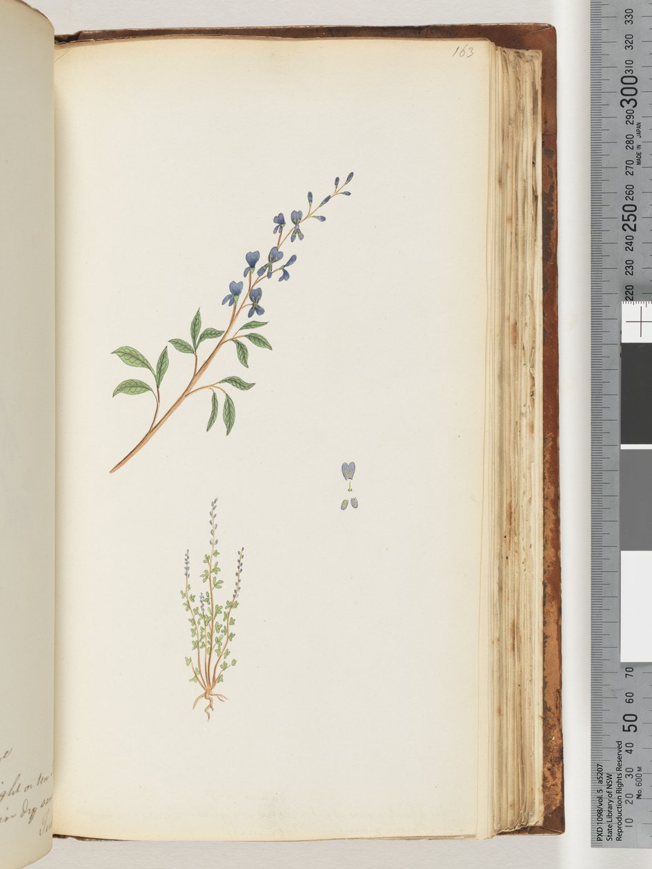 Page 163. Unidentified plant by Unknown artist
