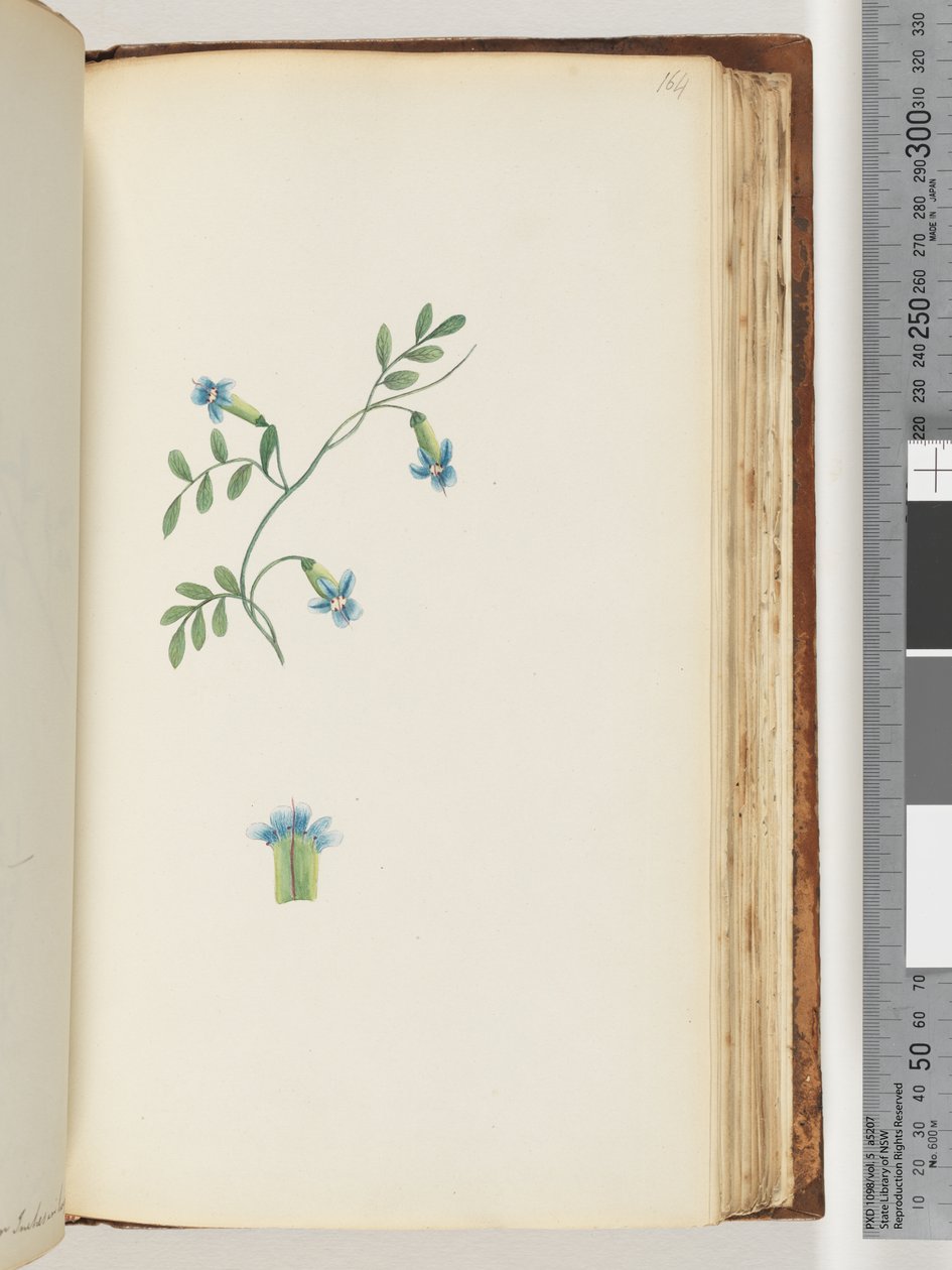 Page 164. Unidentified creeper by Unknown artist