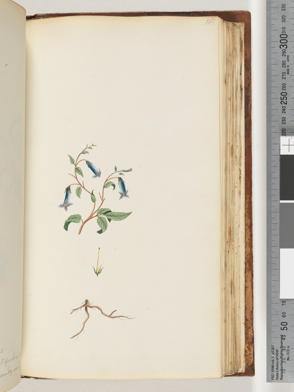 Unidentified plant by Unknown artist