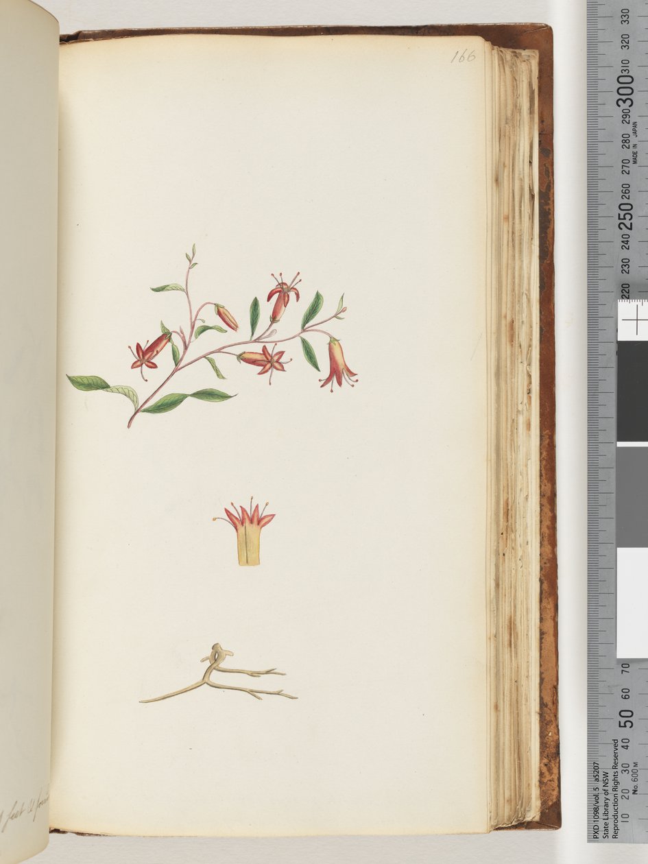 Page 166. Unidentified plant by Unknown artist