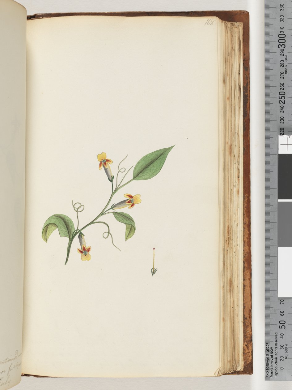 Page 168. Unidentified plant by Unknown artist