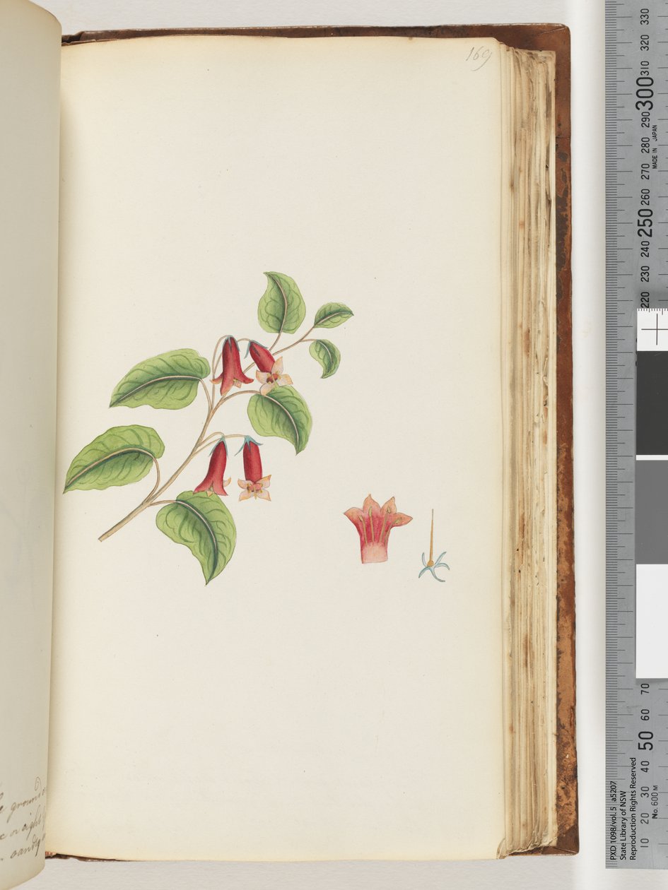 Page 169. Unnamed Flowering Plant by Unknown artist