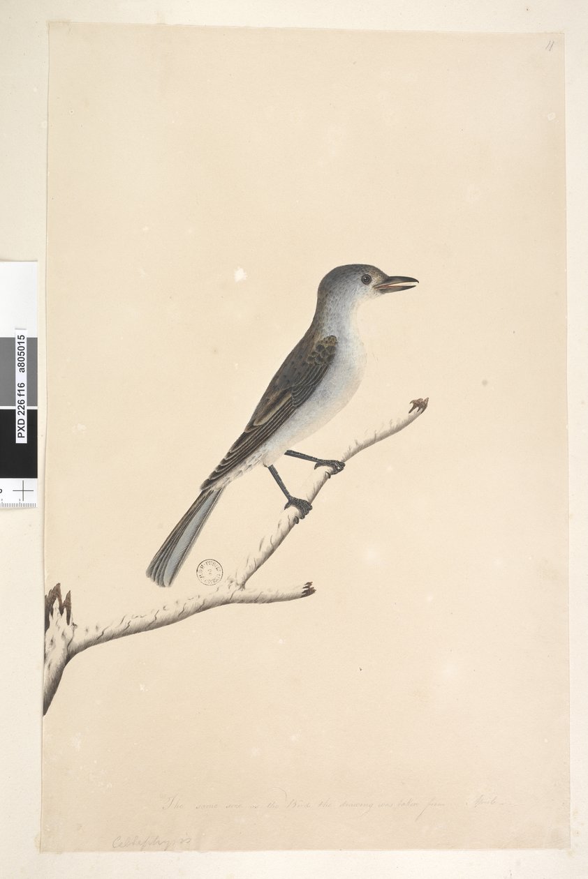 Grey Shrike Thrush, 1791-92 by Unknown artist