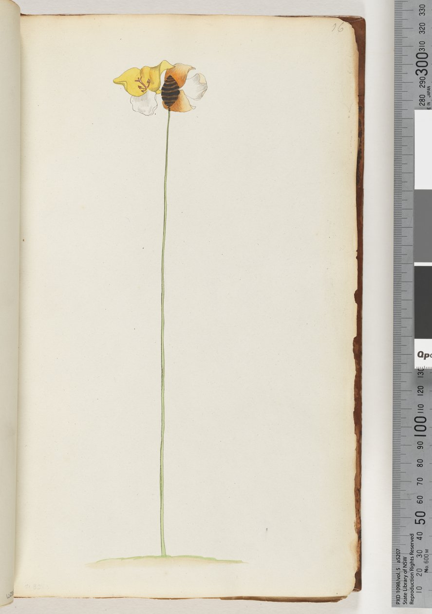 Page 16. Unidentified plant by Unknown artist