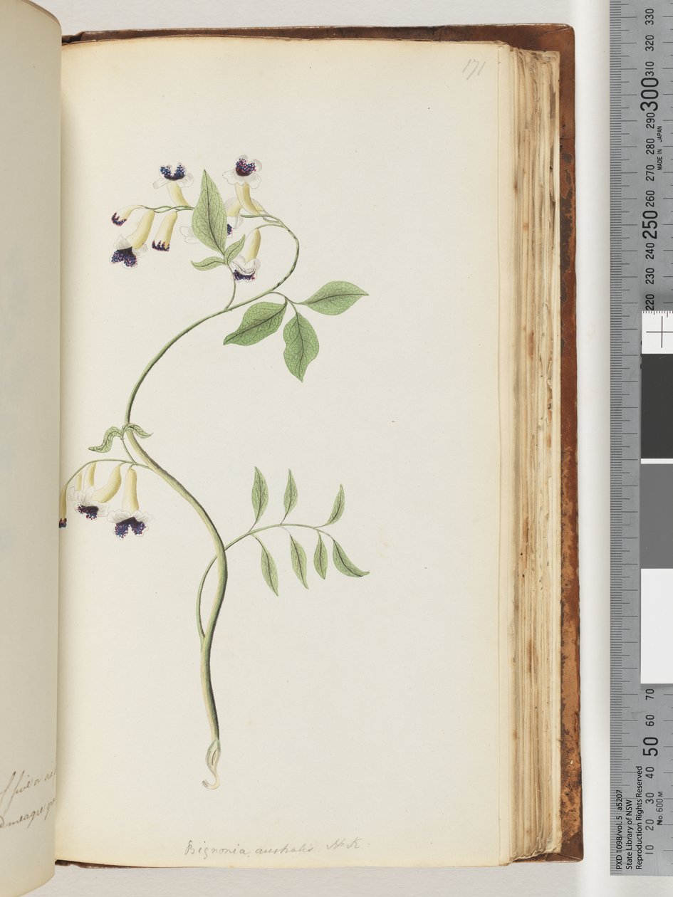 Page 171. Bignonia Australis H.K by Unknown artist