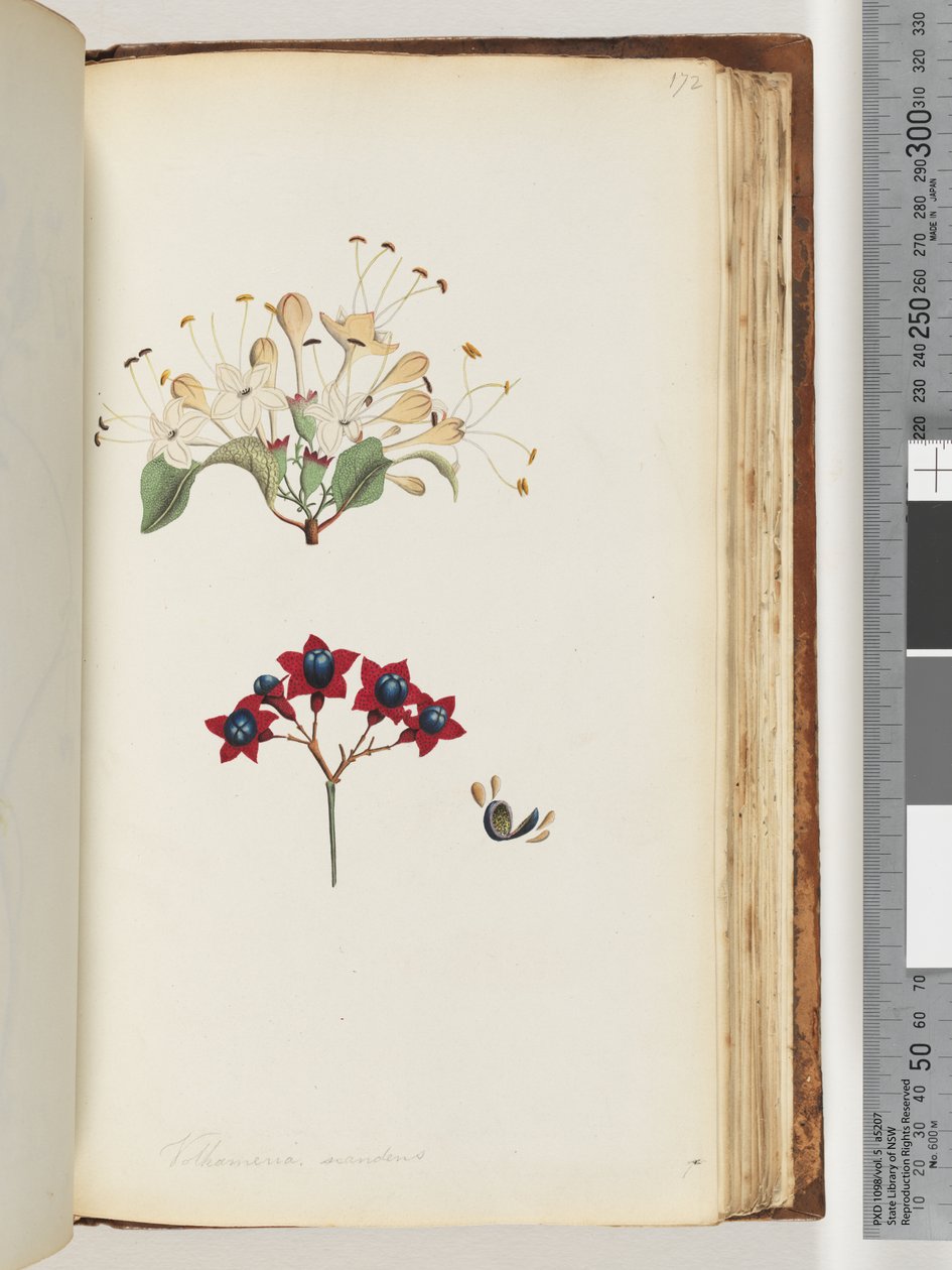 Page 172. Volkameria scandens / The Cumberland Tree by Unknown artist